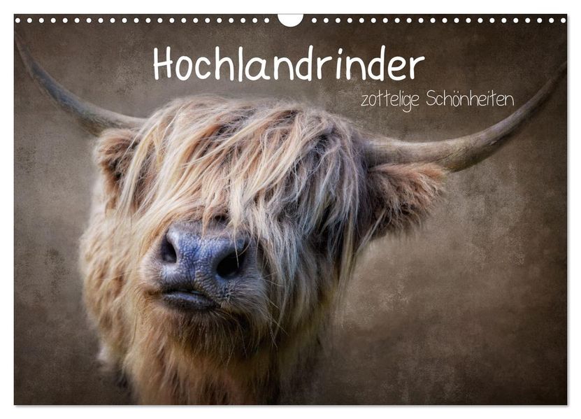 Hochlandrinder - Zottelige Schönheiten (Wandkalender 2027 DIN A3 quer) CALVENDO Monatskalender