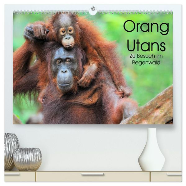 Orang Utans: Zu Besuch im Regenwald (hochwertiger Premium Wandkalender 2027 DIN A2 quer) Kunstdruck in Hochglanz