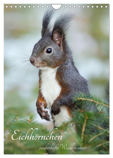 Eichhörnchen - zauberhafte Waldbewohner (Wandkalender 2027 DIN A4 hoch) CALVENDO Monatskalender