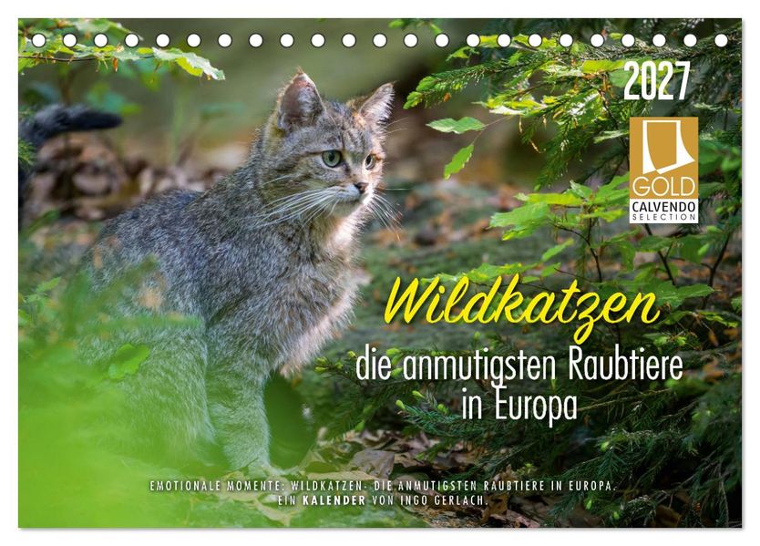 Wildkatzen - die anmutigsten Raubiere in Europa. (Tischkalender 2027 DIN A5 quer) CALVENDO Monatskalender