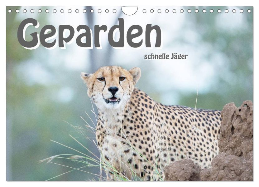 Geparden - schnelle Jäger (Wandkalender 2027 DIN A4 quer) CALVENDO Monatskalender