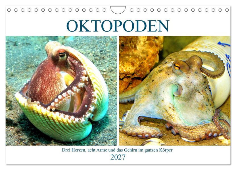 Oktopoden. Drei Herzen acht Arme und das Gehirn im ganzen Körper (Wandkalender 2027 DIN A4 quer) CALVENDO Monatskalender