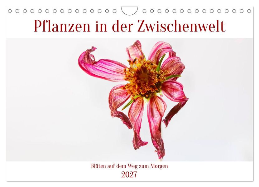 Pflanzen in der Zwischenwelt (Wandkalender 2027 DIN A4 quer) CALVENDO Monatskalender