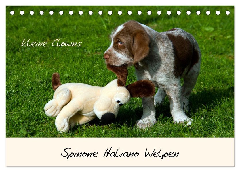 Spinone Italiano Welpen - Kleine Clowns (Tischkalender 2027 DIN A5 quer) CALVENDO Monatskalender