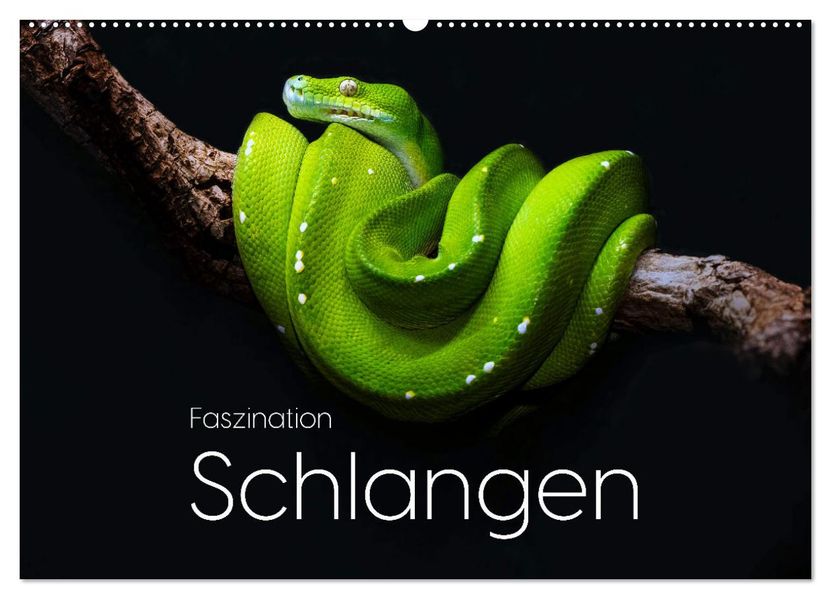 Faszination Schlangen (Wandkalender 2027 DIN A2 quer) CALVENDO Monatskalender