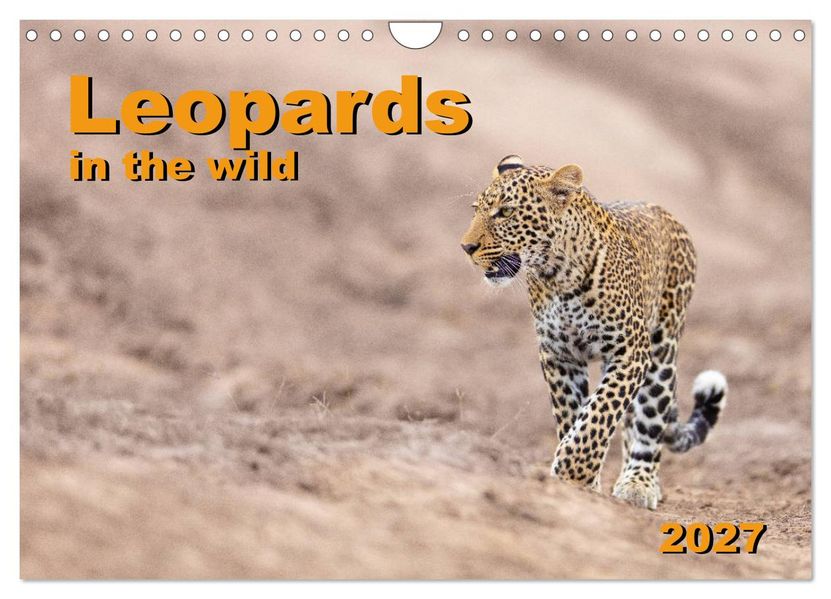Leopards in the wild (Wall Calendar 2027 DIN A4 landscape) CALVENDO 12 Month Wall Calendar