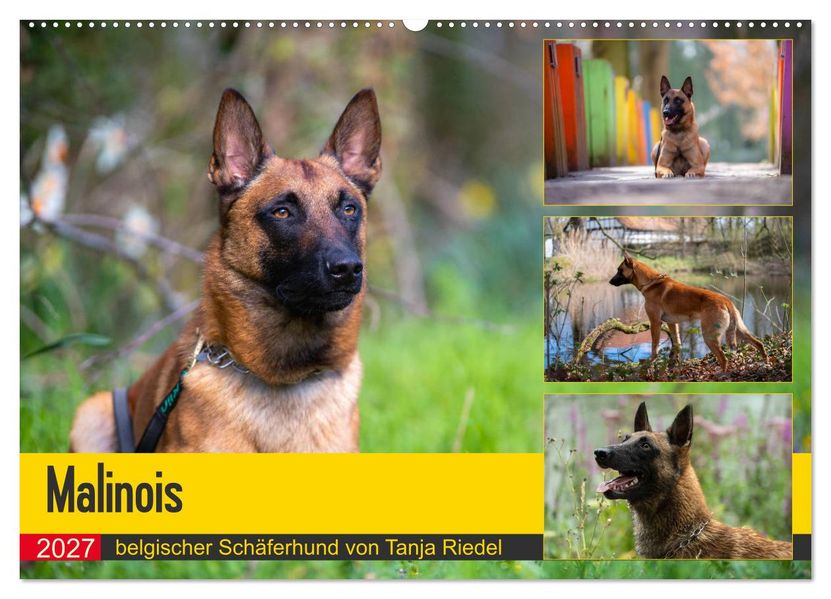 Malinois - belgischer Schäferhund (Wandkalender 2027 DIN A2 quer) CALVENDO Monatskalender