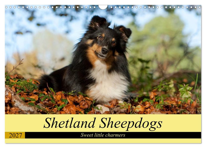 Shetland Sheepdogs - Sweet little charmers (Wall Calendar 2027 DIN A3 landscape) CALVENDO 12 Month Wall Calendar