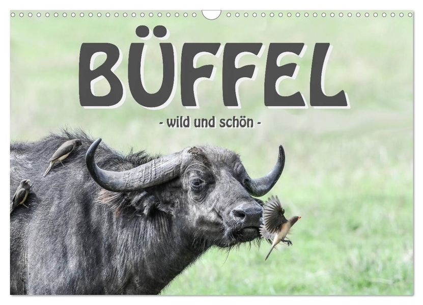 Büffel - wild und schön (Wandkalender 2027 DIN A3 quer) CALVENDO Monatskalender
