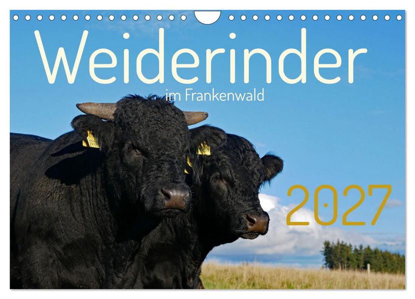 Weiderinder im Frankenwald (Wandkalender 2027 DIN A4 quer) CALVENDO Monatskalender