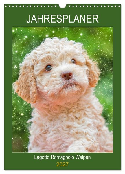 Jahresplaner Lagotto Romagnolo Welpen (Wandkalender 2027 DIN A3 hoch) CALVENDO Monatskalender