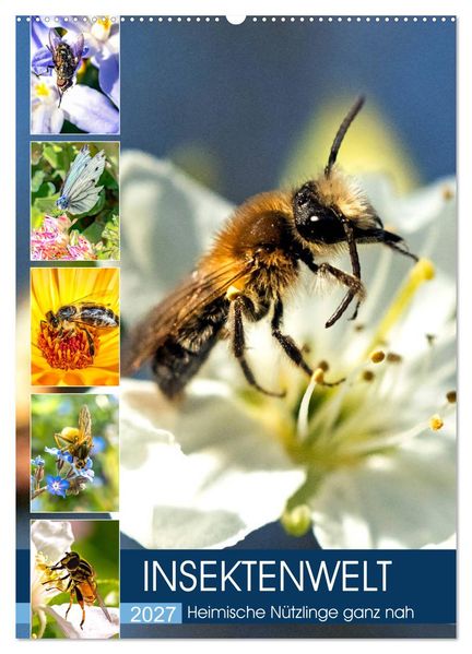 INSEKTENWELT - Heimische Nützlinge ganz nah (Wandkalender 2027 DIN A2 hoch) CALVENDO Monatskalender