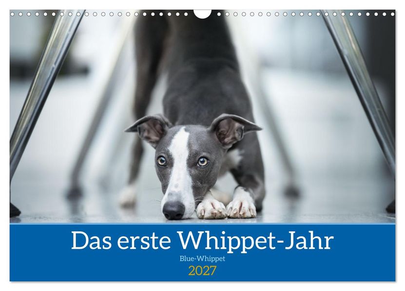 Das erste Whippet-Jahr (Wandkalender 2027 DIN A3 quer) CALVENDO Monatskalender