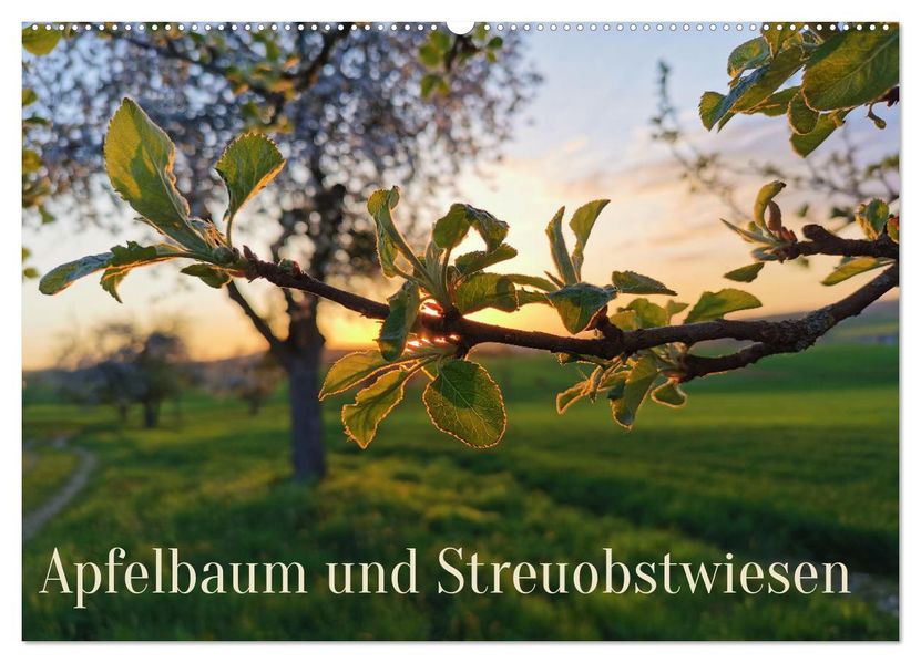 Apfelbaum und Streuobstwiesen (Wandkalender 2027 DIN A2 quer) CALVENDO Monatskalender