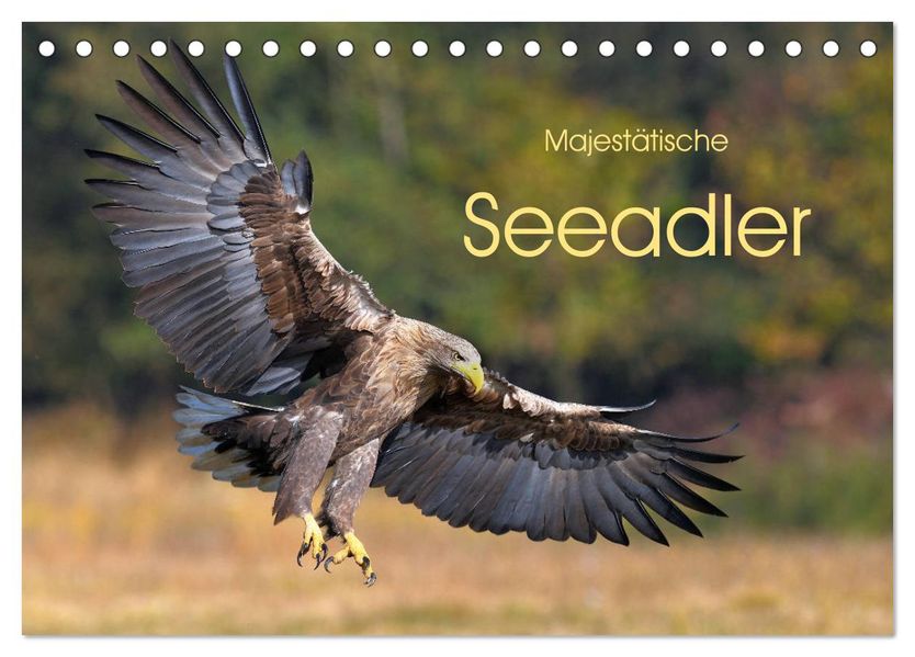 Majestätische Seeadler (Tischkalender 2027 DIN A5 quer) CALVENDO Monatskalender