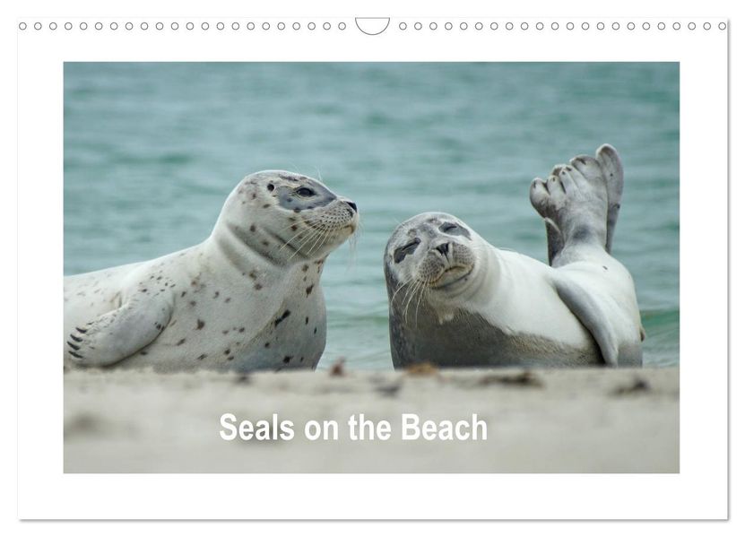 Seals on the Beach (Wall Calendar 2027 DIN A3 landscape) CALVENDO 12 Month Wall Calendar