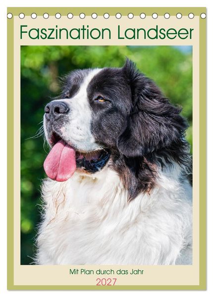 Faszination Landseer - Mit Plan durch das Jahr (Tischkalender 2027 DIN A5 hoch) CALVENDO Monatskalender