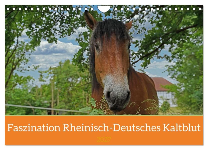 Faszination Rheinisch-Deutsches Kaltblut (Wandkalender 2027 DIN A4 quer) CALVENDO Monatskalender