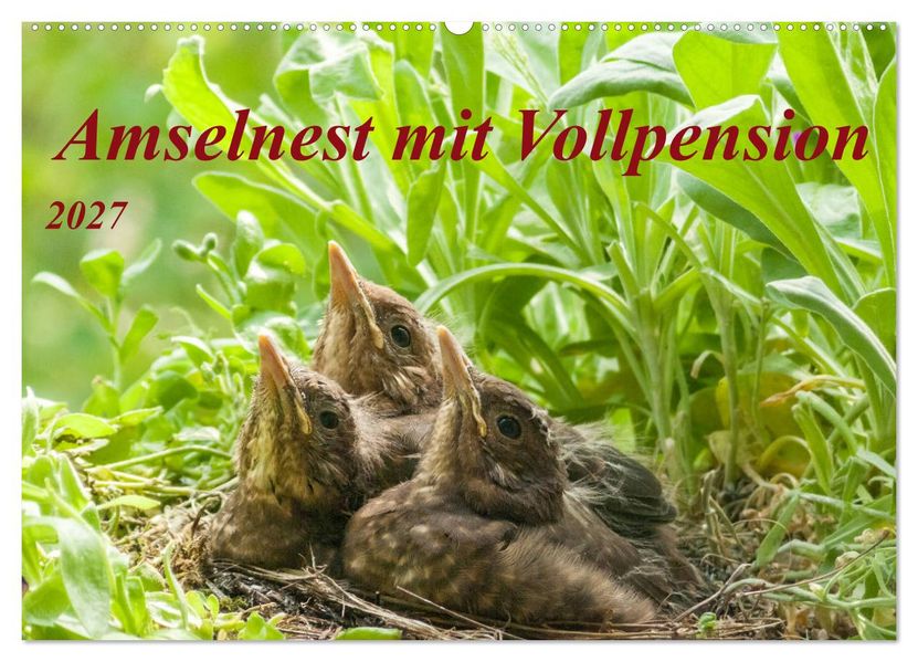 Amselnest mit Vollpension (Wandkalender 2027 DIN A2 quer) CALVENDO Monatskalender