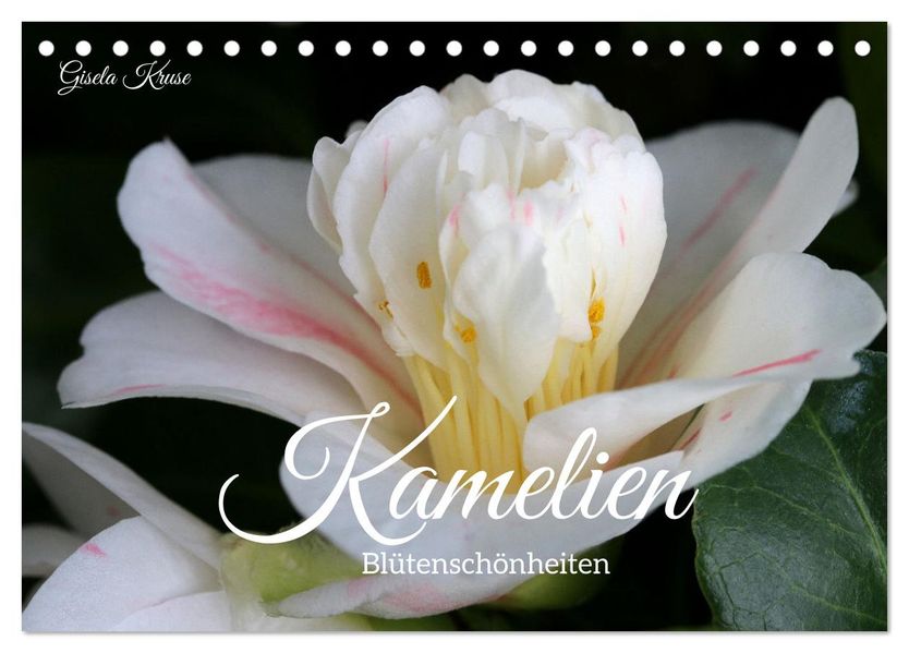 Kamelien - Blütenschönheiten (Tischkalender 2027 DIN A5 quer) CALVENDO Monatskalender