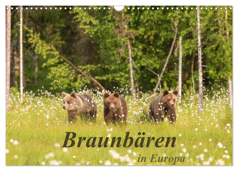 Braunbären in Europa (Wandkalender 2027 DIN A3 quer) CALVENDO Monatskalender