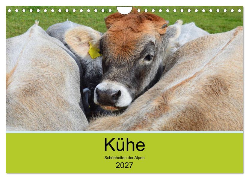 Kühe - Schönheiten der Alpen (Wandkalender 2027 DIN A4 quer) CALVENDO Monatskalender