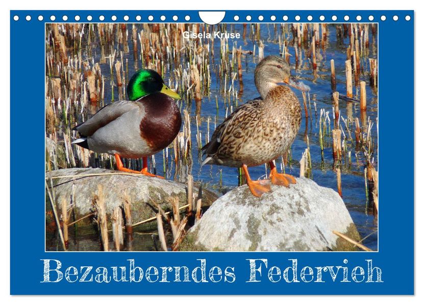 Bezauberndes Federvieh (Wandkalender 2027 DIN A4 quer) CALVENDO Monatskalender