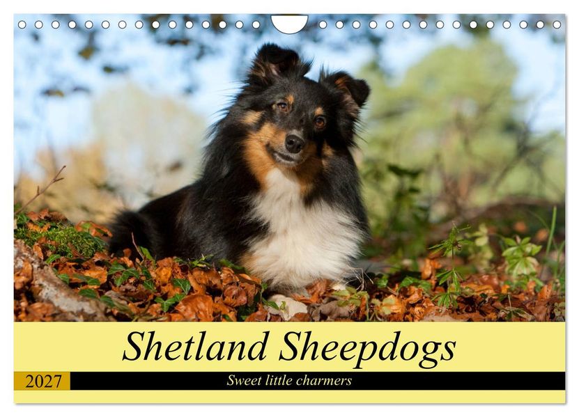 Shetland Sheepdogs - Sweet little charmers (Wall Calendar 2027 DIN A4 landscape) CALVENDO 12 Month Wall Calendar