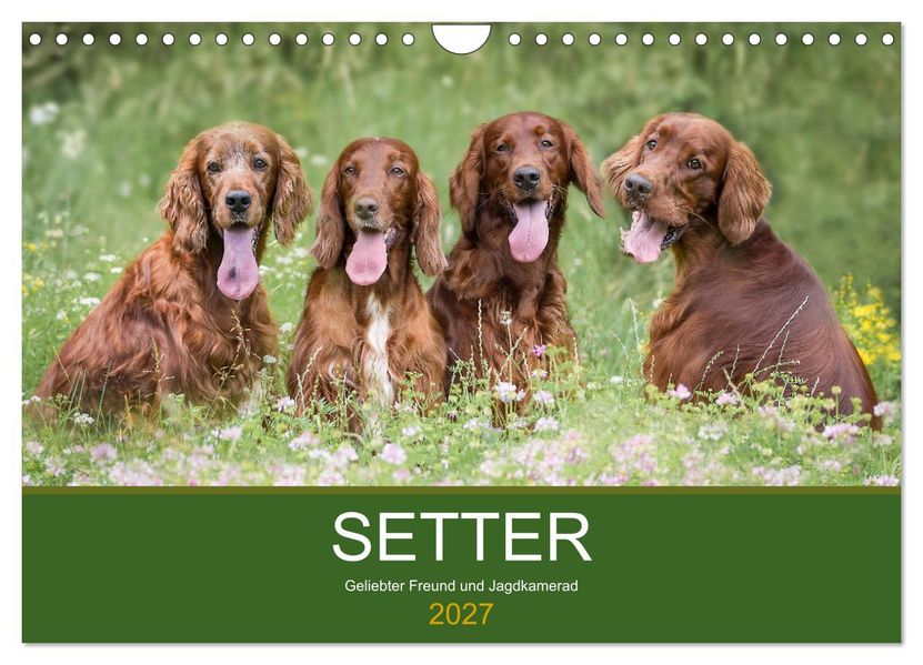 Setter - Geliebter Freund und Jagdkamerad (Wandkalender 2027 DIN A4 quer) CALVENDO Monatskalender