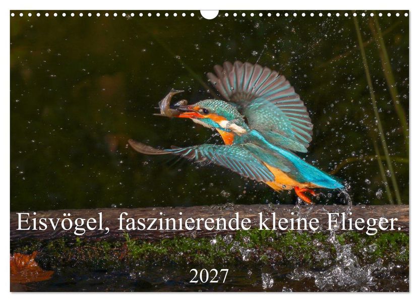 Eisvögel faszinierende kleine Flieger. (Wandkalender 2027 DIN A3 quer) CALVENDO Monatskalender