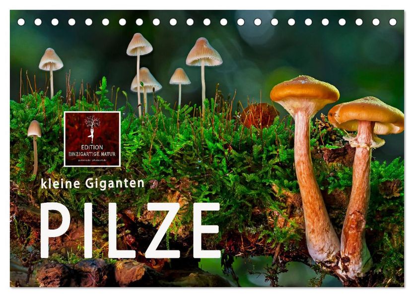Pilze - kleine Giganten (Tischkalender 2027 DIN A5 quer) CALVENDO Monatskalender