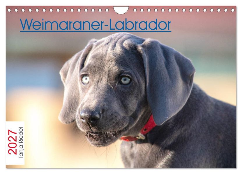 Weimaraner-Labrador (Wandkalender 2027 DIN A4 quer) CALVENDO Monatskalender