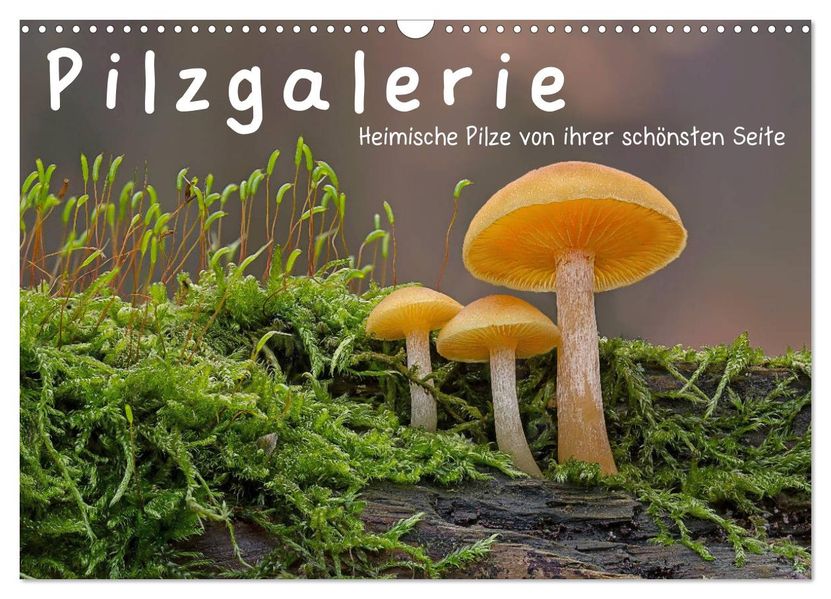 Pilzgalerie - Heimische Pilze von ihrer schönsten Seite (Wandkalender 2027 DIN A3 quer) CALVENDO Monatskalender