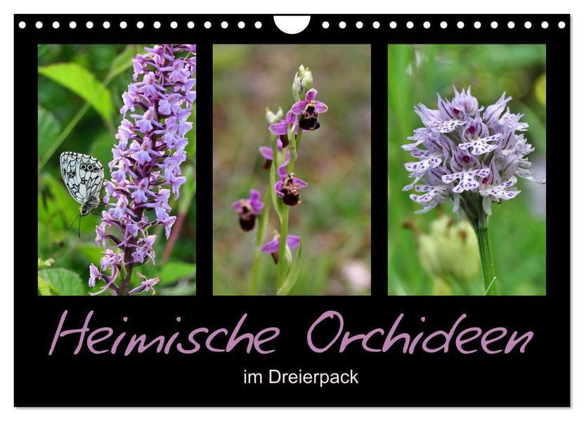Heimische Orchideen im Dreierpack (Wandkalender 2027 DIN A4 quer) CALVENDO Monatskalender