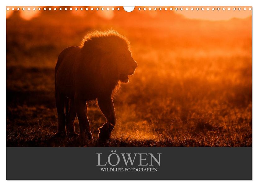 Löwen Wildlife-Fotografien (Wandkalender 2027 DIN A3 quer) CALVENDO Monatskalender