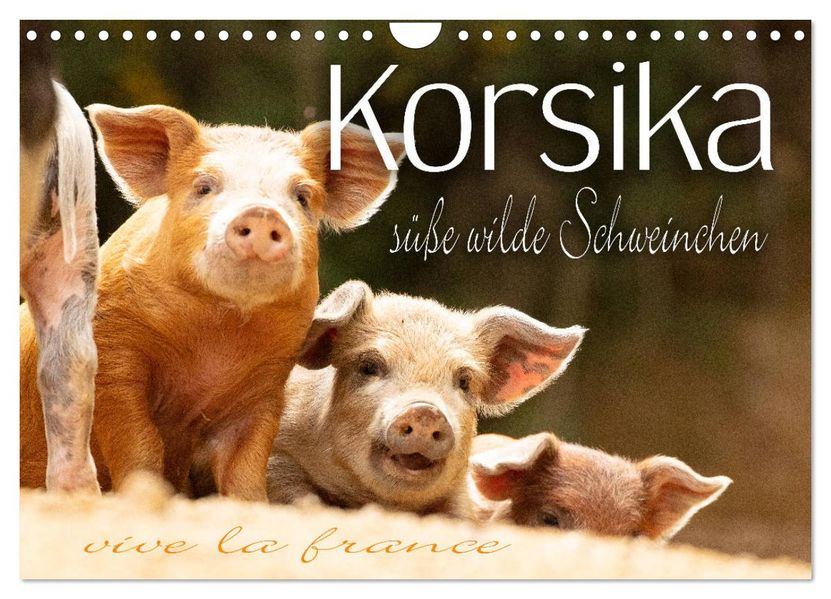 Korsika - süße wilde Schweinchen (Wandkalender 2027 DIN A4 quer) CALVENDO Monatskalender