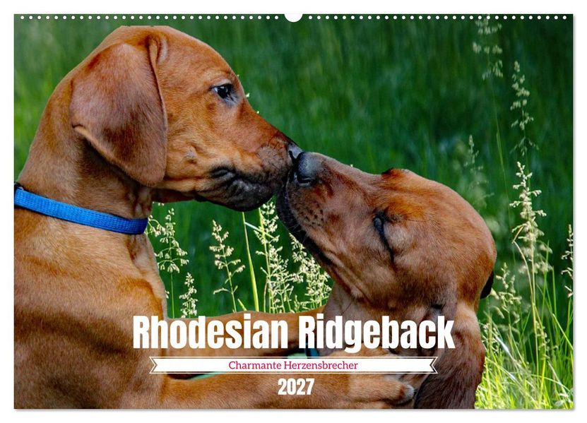 Rhodesian Ridgeback Charmante Herzensbrecher (Wandkalender 2027 DIN A2 quer) CALVENDO Monatskalender