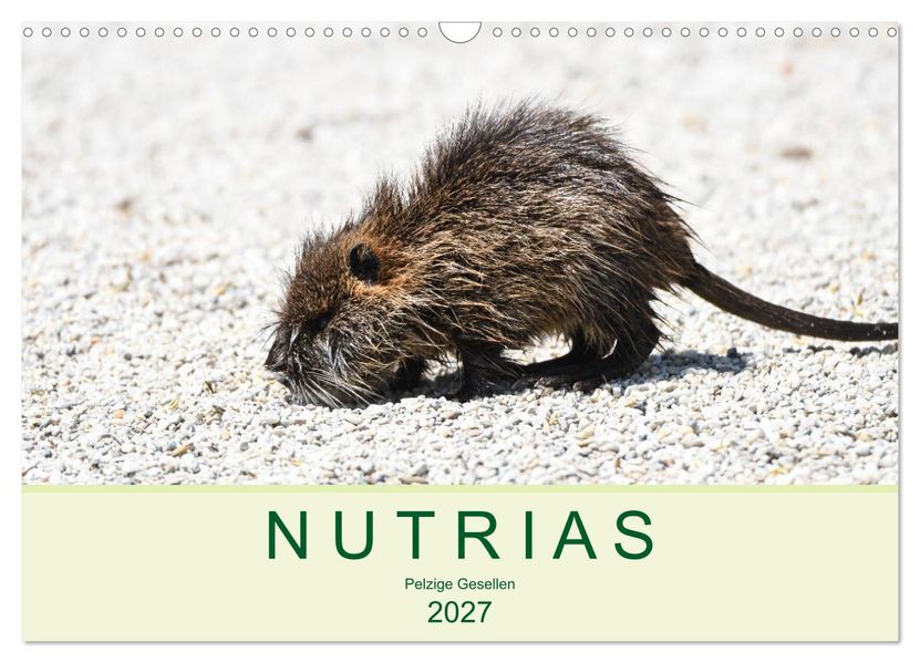 NUTRIAS - Pelzige Gesellen (Wandkalender 2027 DIN A3 quer) CALVENDO Monatskalender