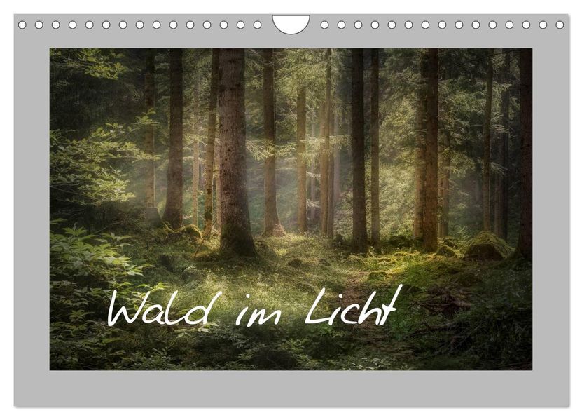 Wald im Licht (Wandkalender 2027 DIN A4 quer) CALVENDO Monatskalender