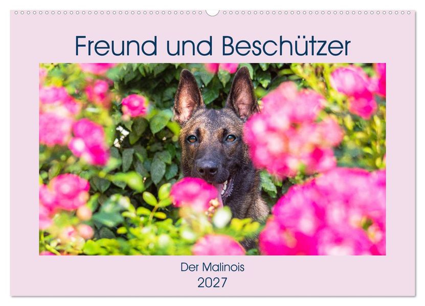 Freund und Beschützer - Der Malinois (Wandkalender 2027 DIN A2 quer) CALVENDO Monatskalender