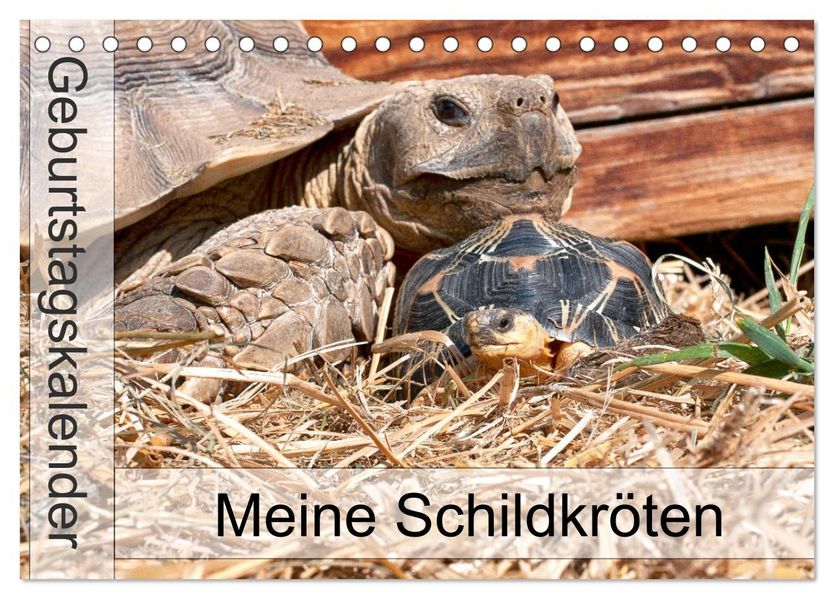 Meine Schildkröten - Geburtstagskalender (Tischkalender 2027 DIN A5 quer) CALVENDO Monatskalender