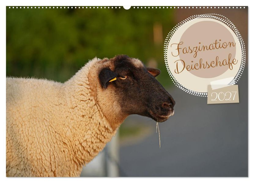 Faszination Deichschafe (Wandkalender 2027 DIN A2 quer) CALVENDO Monatskalender