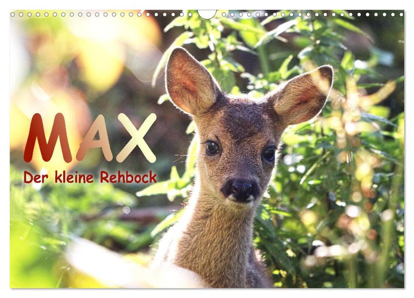 Max der kleine Rehbock (Wandkalender 2027 DIN A3 quer) CALVENDO Monatskalender