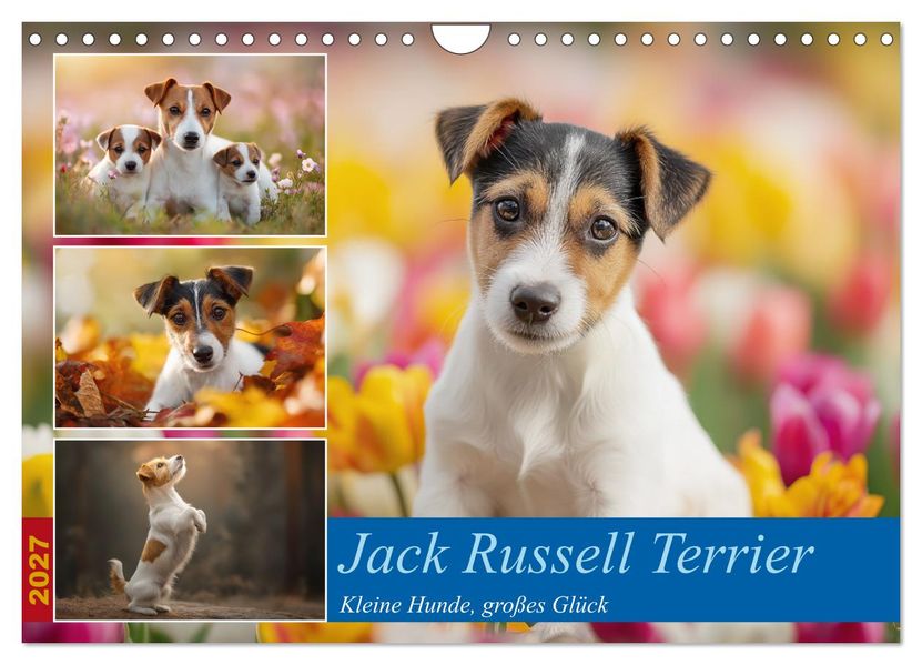 Jack Russell Terrier (Wandkalender 2027 DIN A4 quer) CALVENDO Monatskalender