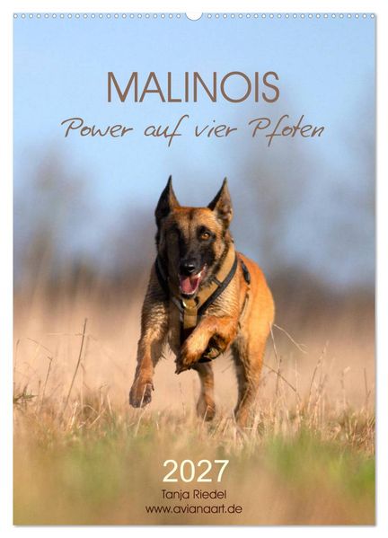 Malinois Power auf vier Pfoten (Wandkalender 2027 DIN A2 hoch) CALVENDO Monatskalender