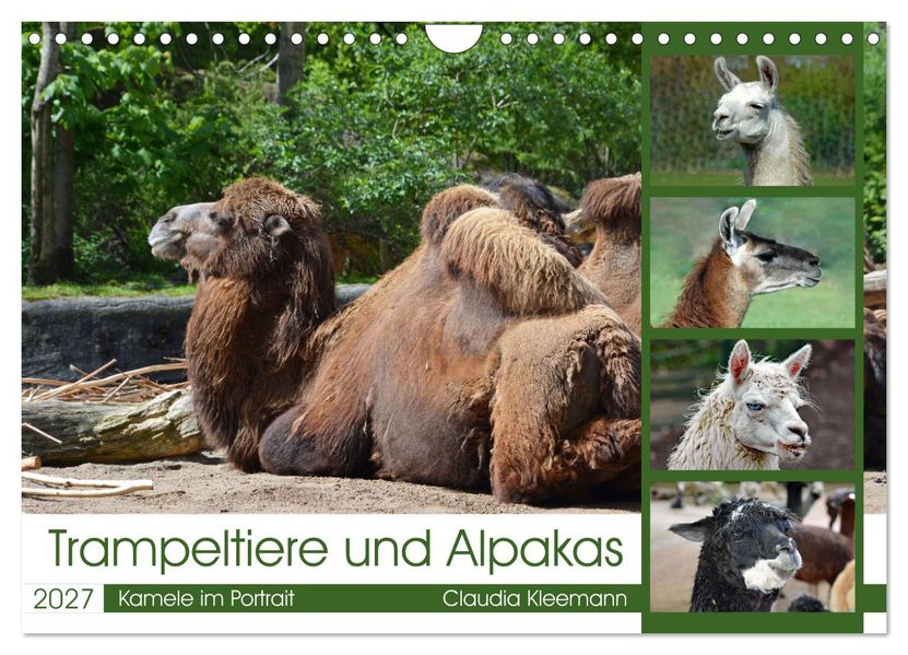 Trampeltiere und Alpakas (Wandkalender 2027 DIN A4 quer) CALVENDO Monatskalender