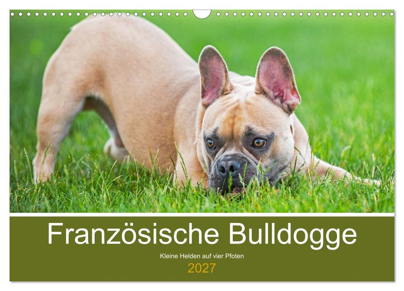 Französische Bulldogge - Kleine Helden auf vier Pfoten (Wandkalender 2027 DIN A3 quer) CALVENDO Monatskalender