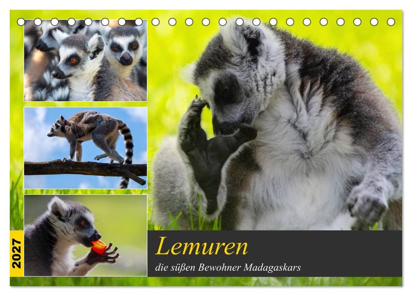 Lemuren die süßen Bewohner Madagaskars (Tischkalender 2027 DIN A5 quer) CALVENDO Monatskalender
