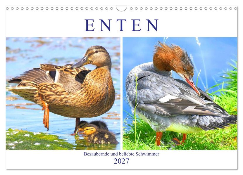 Enten. Bezaubernde und beliebte Schwimmer (Wandkalender 2027 DIN A3 quer) CALVENDO Monatskalender