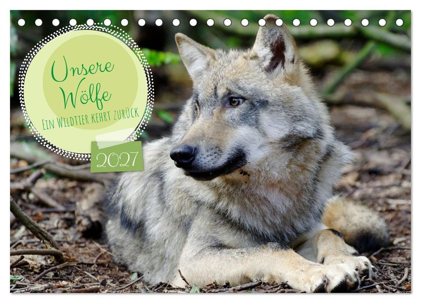 Unsere Wölfe - Ein Wildtier kehrt zurück (Tischkalender 2027 DIN A5 quer) CALVENDO Monatskalender